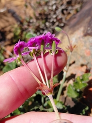 (c) Brian du Preez, some rights reserved (CC BY-SA) Pelargonium echinatum, photograph (c) Brian du Preez, some rights reserved (CC BY-SA)