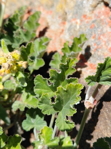 Pelargonium echinatum, photograph 3