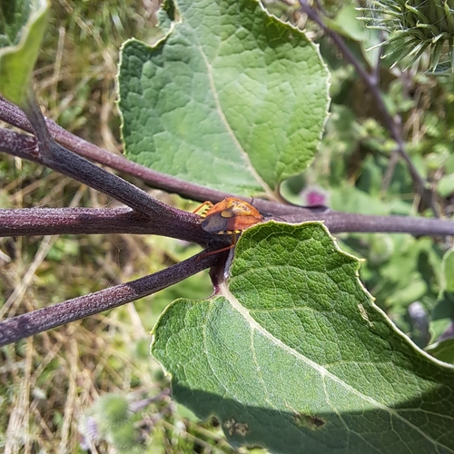 Black-shouldered Shieldbug