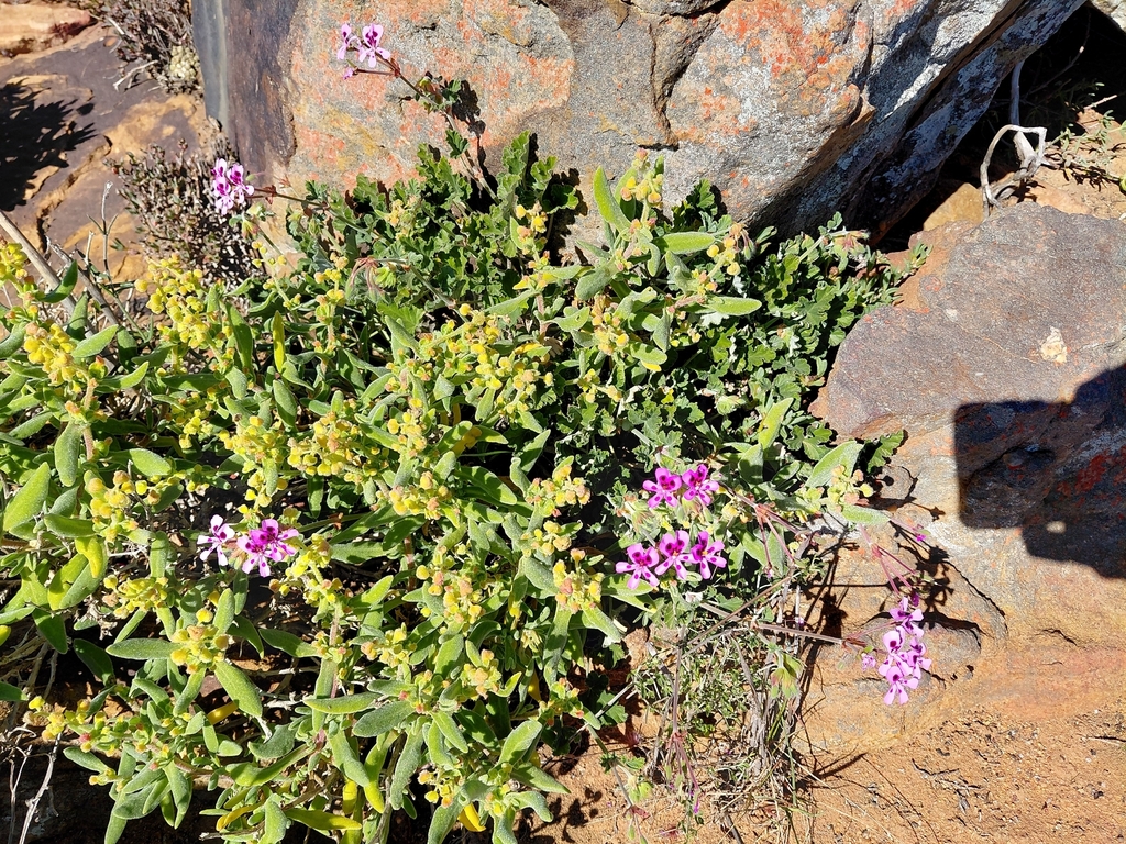 Pelargonium echinatum; photograph (c) Brian du Preez, some rights reserved (CC BY-SA)