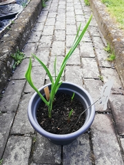 Allium sativum