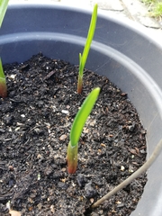 Allium sativum