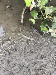 Periophthalmus modestus