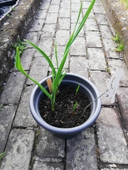 Allium sativum
