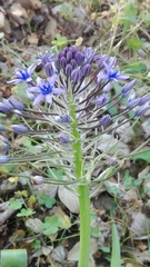 Scilla peruviana