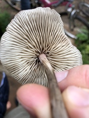 Mycena polygramma