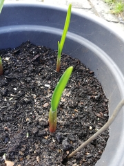 Allium sativum