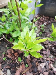 Hibiscus