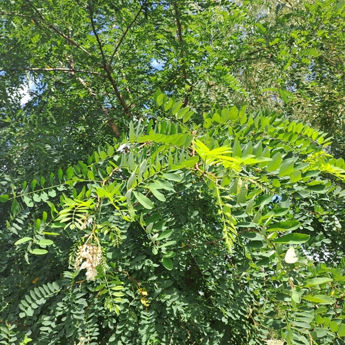 black locust