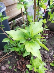 Hibiscus