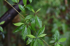 Callicarpa randaiensis
