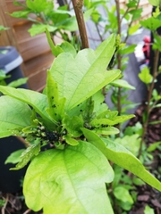 Hibiscus