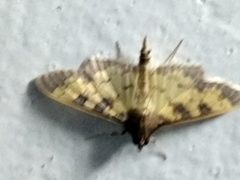 Diacme elealis