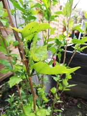 Hibiscus