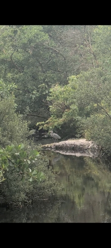 Grey Heron