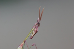 Empusa