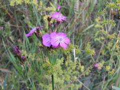 Dianthus membranaceus