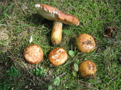 Russula mutabilis
