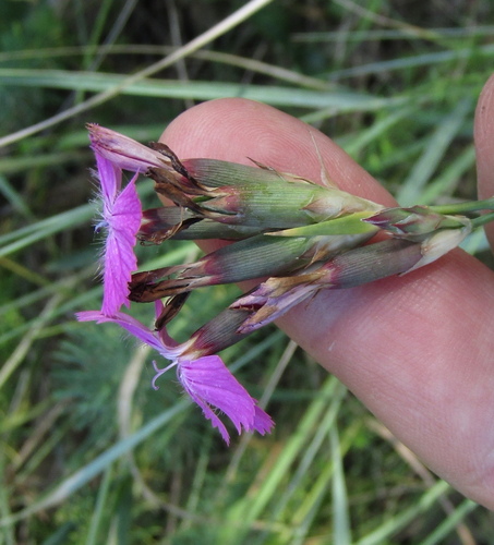 Dianthus membranaceus, photograph 1