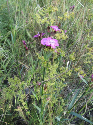 Dianthus membranaceus, photograph 2