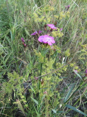 Dianthus membranaceus, photograph (c) Oleksandr Shynder, some rights reserved (CC BY)