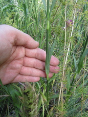 Dianthus membranaceus, photograph (c) Oleksandr Shynder, some rights reserved (CC BY)