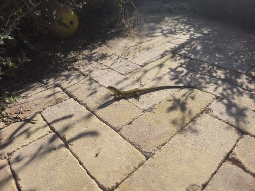 Green Lizard