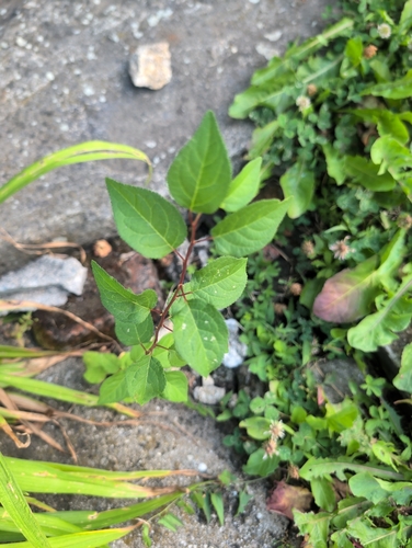 bittersweet nightshade