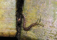 Cormocephalus rubriceps