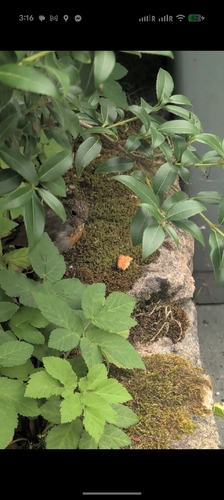 European Robin