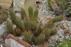 Trichocereus huascha