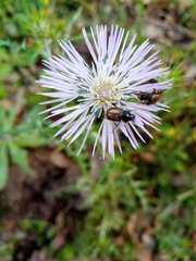 Chasmatopterus