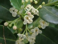 Ilex maximowicziana