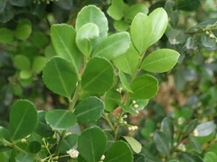 Ilex maximowicziana