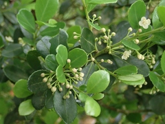 Ilex maximowicziana