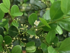Ilex maximowicziana