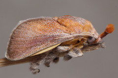 Scopelodes