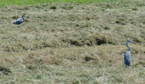 iNaturalist image