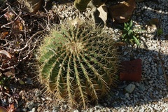 Echinocactus