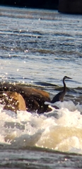 Ardea herodias