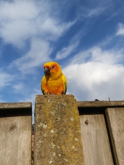 Aratinga solstitialis