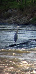Ardea herodias