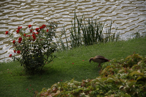iNaturalist image