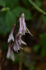 Cremastra appendiculata