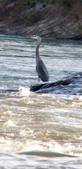 Ardea herodias