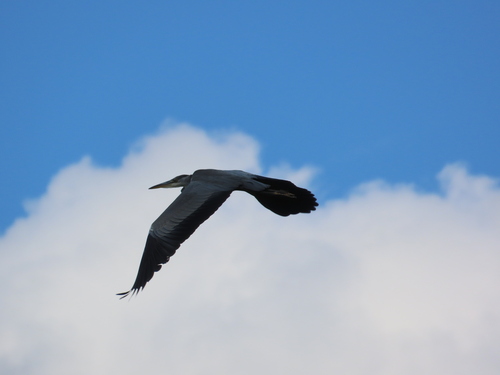 iNaturalist image