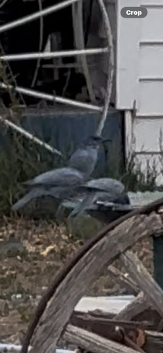 Pinyon Jay
