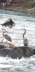 Ardea herodias