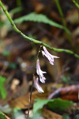 Cremastra appendiculata