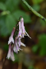 Cremastra appendiculata